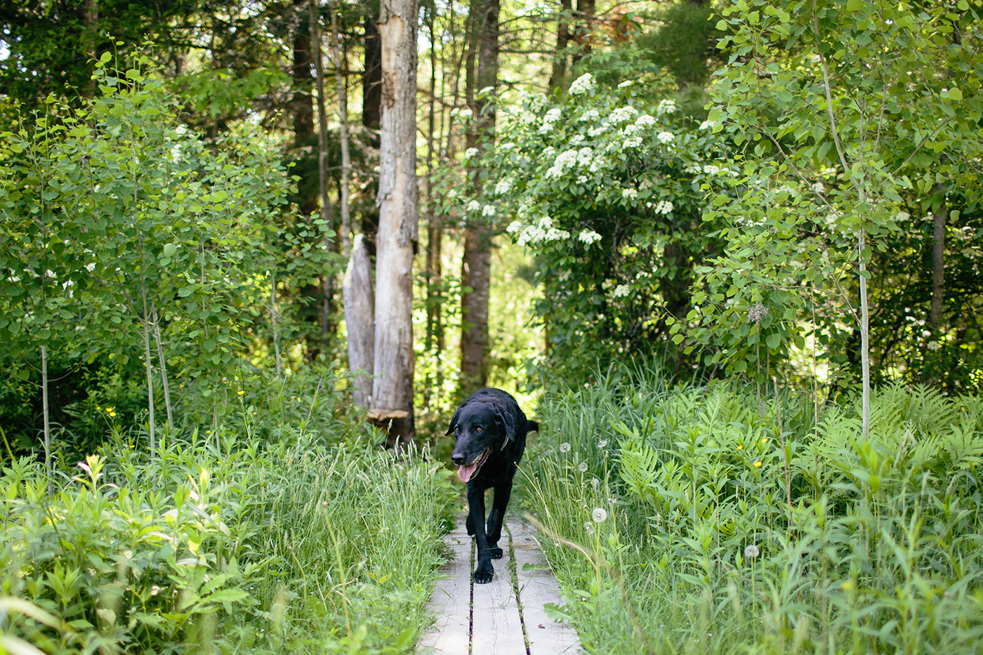 Alna Maine Trails