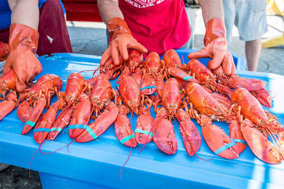 Maine Lobster Festival