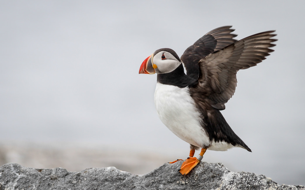 Eastern Egg Rock is the first restored Atlantic puffin colony in the world.