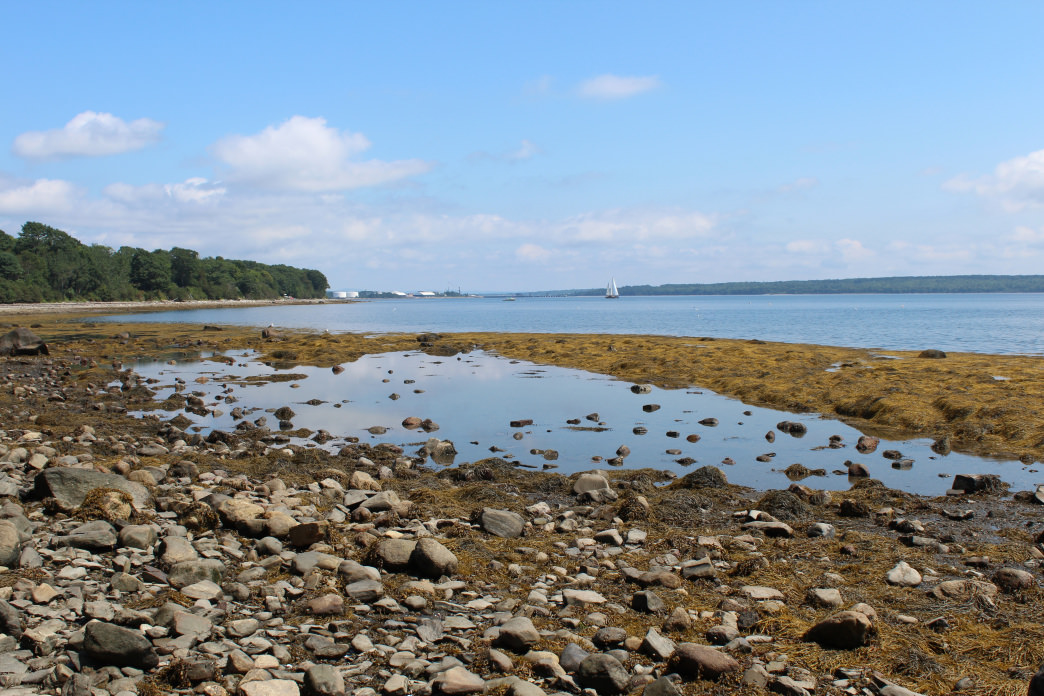 Explore the many tidal pools around Searsport.