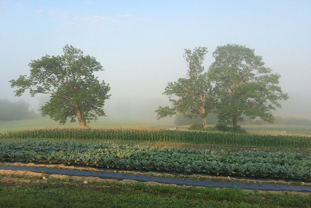 Dooryard Farm, Camden, Maine