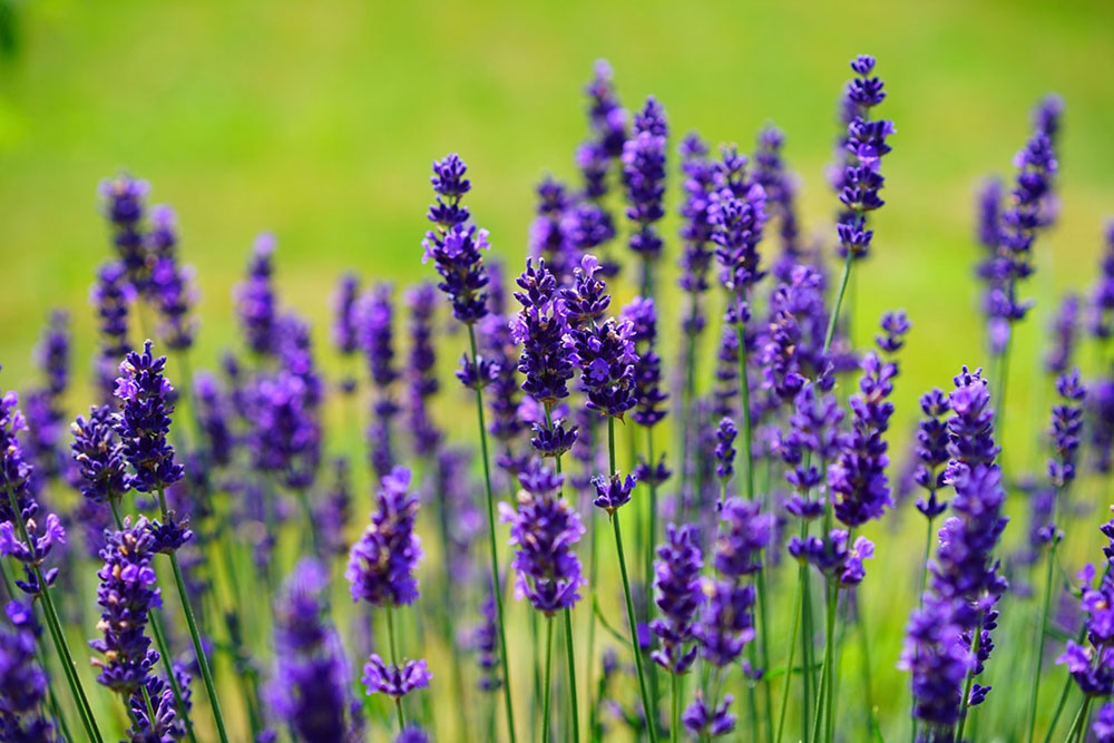 Glendarragh Lavender Farm, Appleton, Maine and Camden, Maine