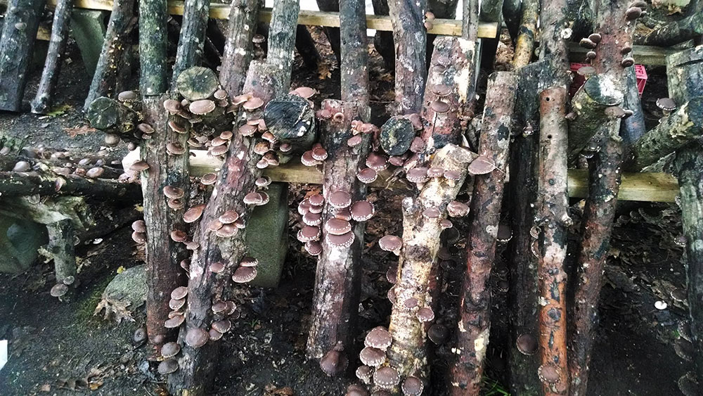 Oyster Creek Mushroom Farm, Damariscotta, Maine