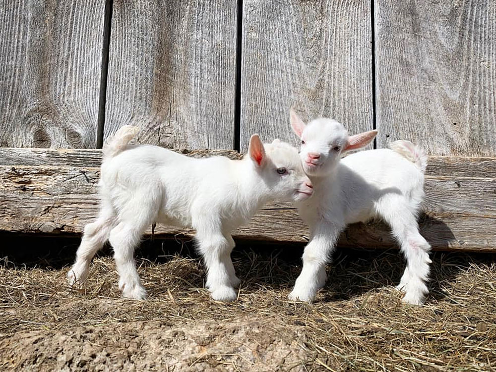 Rock Bottom Farm, Richmond, Maine