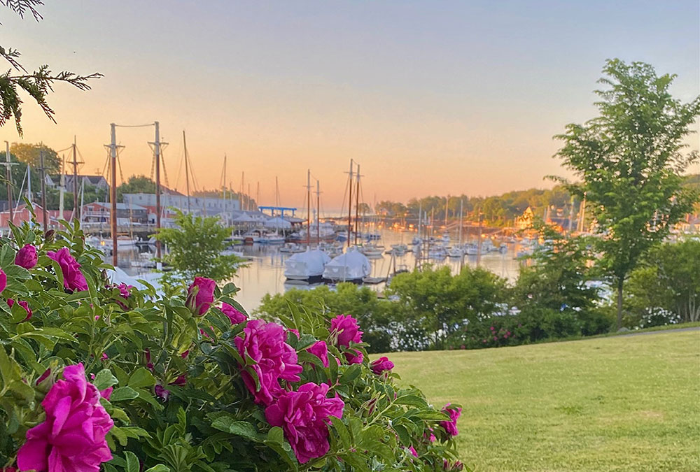 Flowers in a waterfront park in Camden, Maine