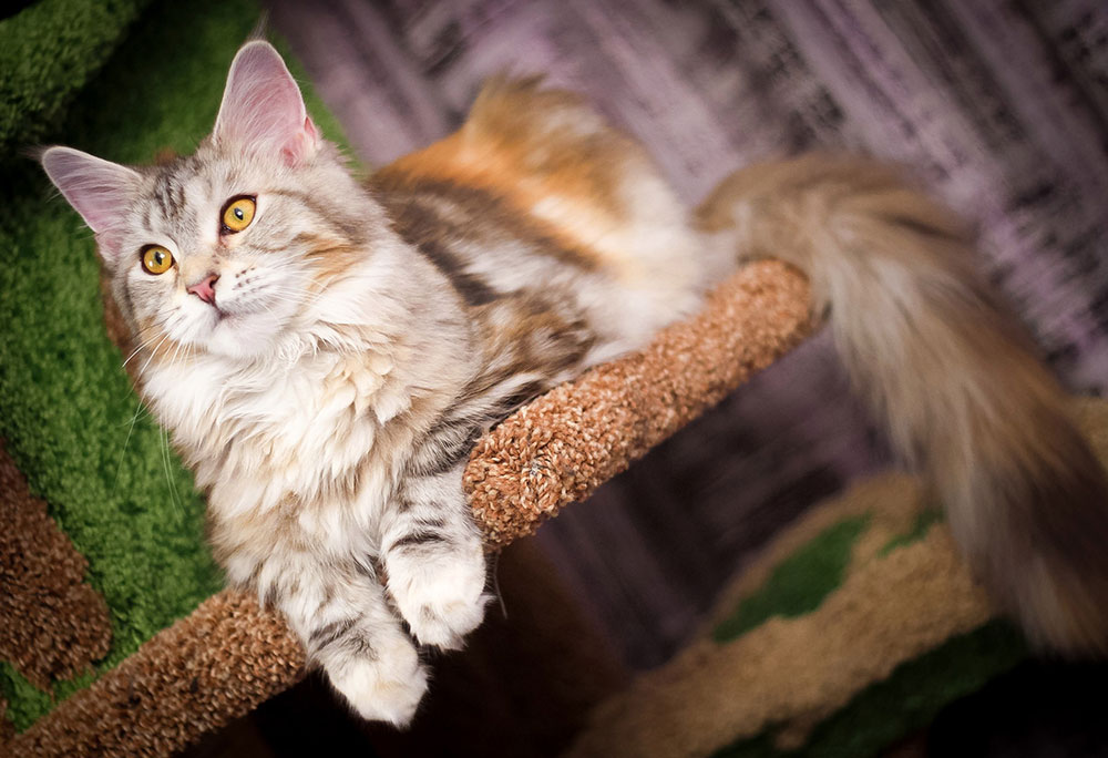 portrait of a Maine Coon Cat