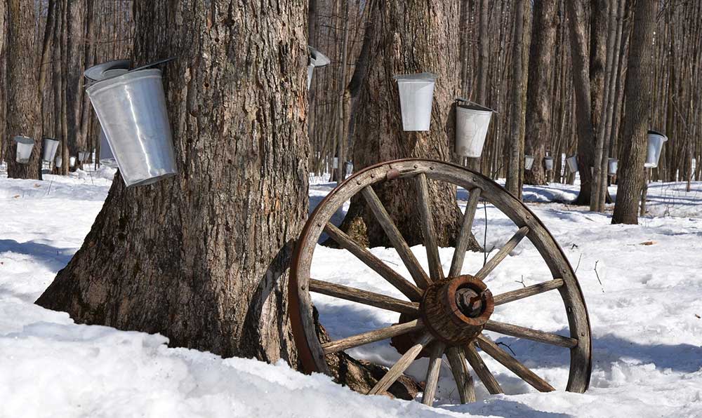 Maple trees tapped for syrup