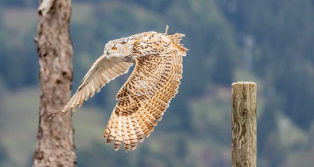 Snowy owl in flight