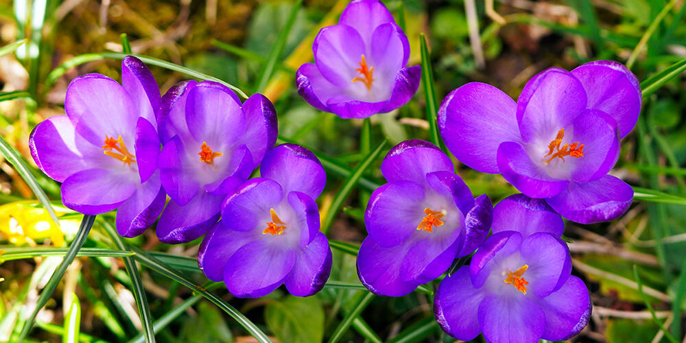 Purple crocuses blooming