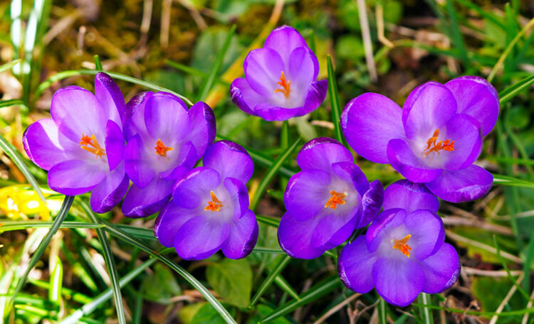 Purple crocuses blooming
