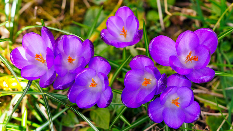 Purple crocuses blooming