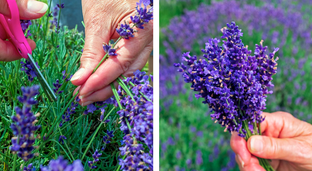 Cutting lavender at Glendarragh Farm in Appleton, Maine