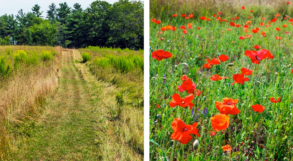 Mowed path and flowers at Glendarragh Farm