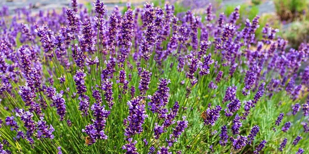 Levender at Glendarragh Farm in Appleton, Maine