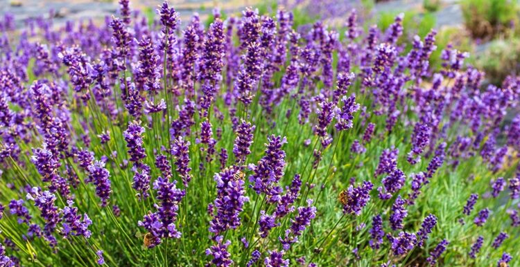 Levender at Glendarragh Farm in Appleton, Maine