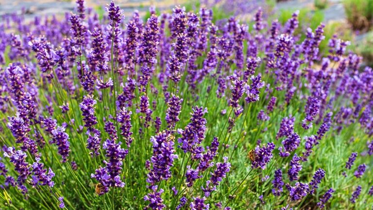 Levender at Glendarragh Farm in Appleton, Maine