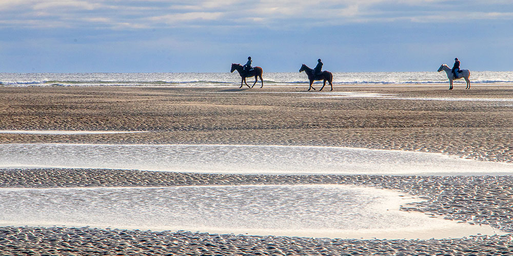 Horses at Popham Beach State Park in Phippsburg, Maine