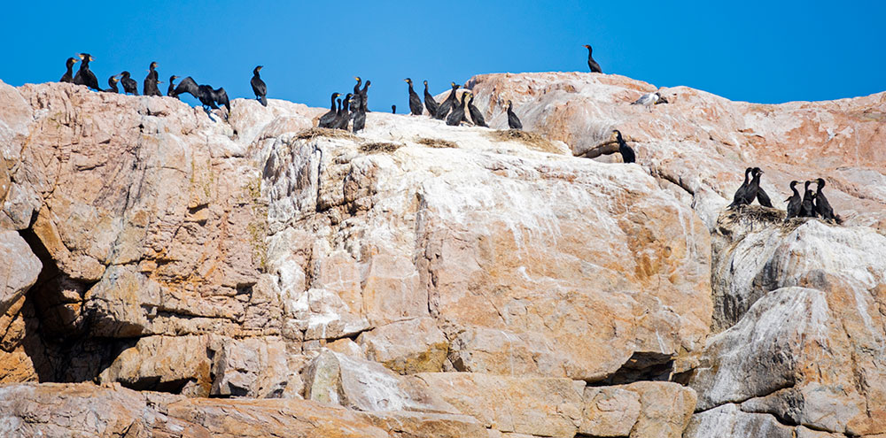 Puffin tour from Vinalhaven, Maine