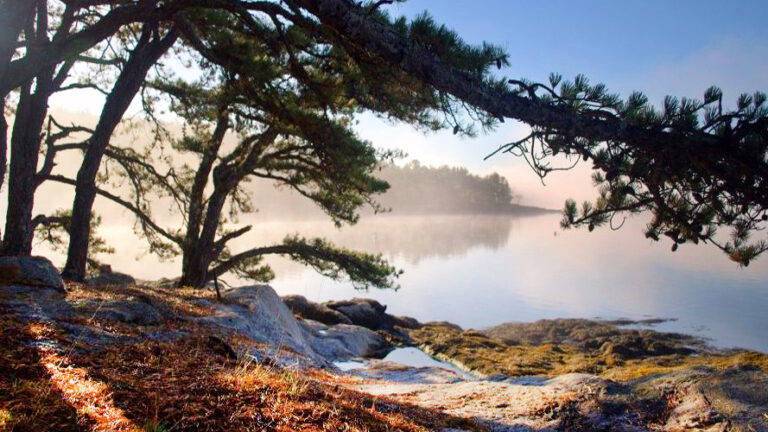 Foggy morning at Bonyun Preserve, Westport Island, Maine