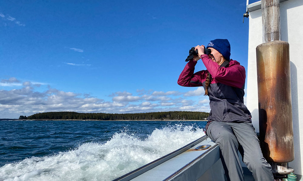 Whale watching off the coast of MidCoast Maine