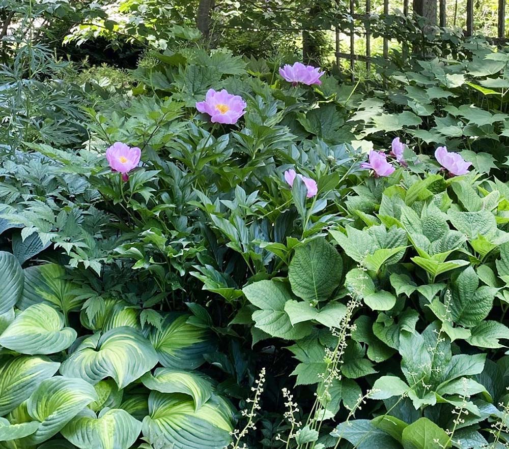 Fernwood Nursery & Gardens, Montville, Maine