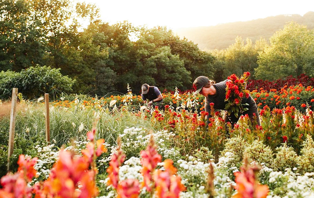 Swell Farm Flowers, Rockland, Maine