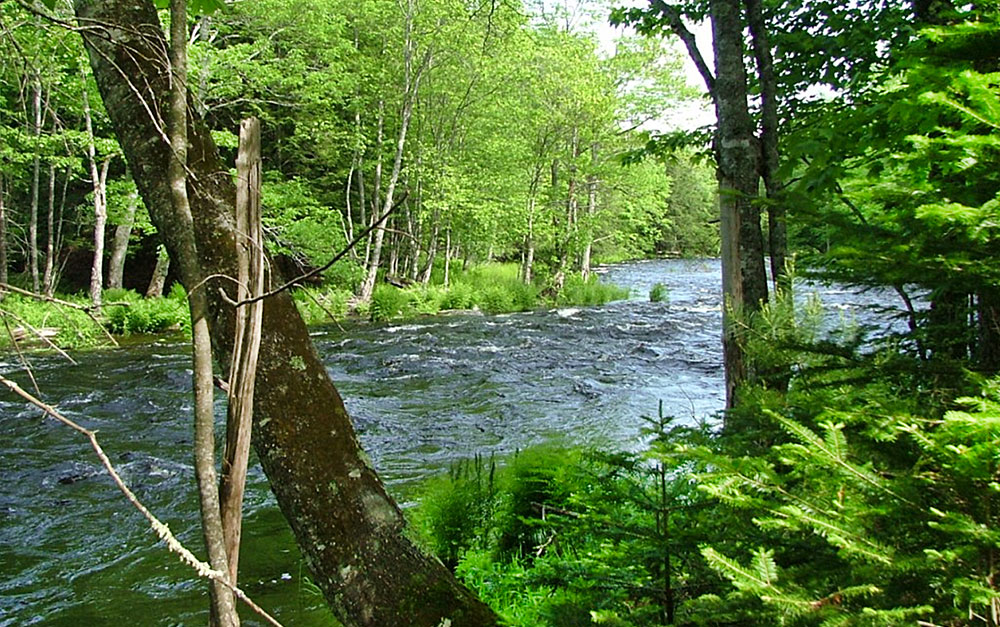 Canal Path, Searsmont, Maine