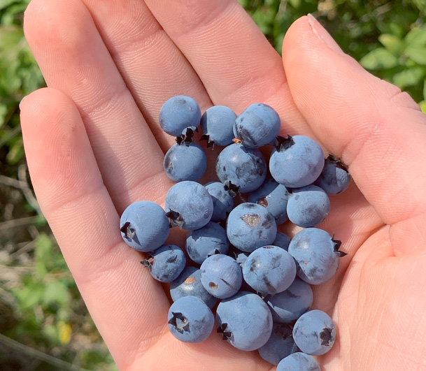 handful of blueberries