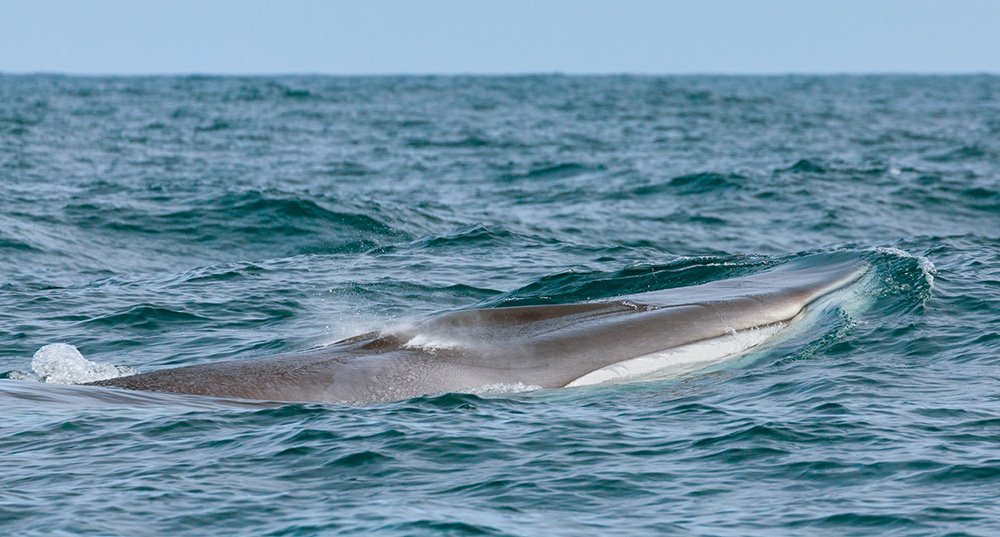 finback whale surfacing