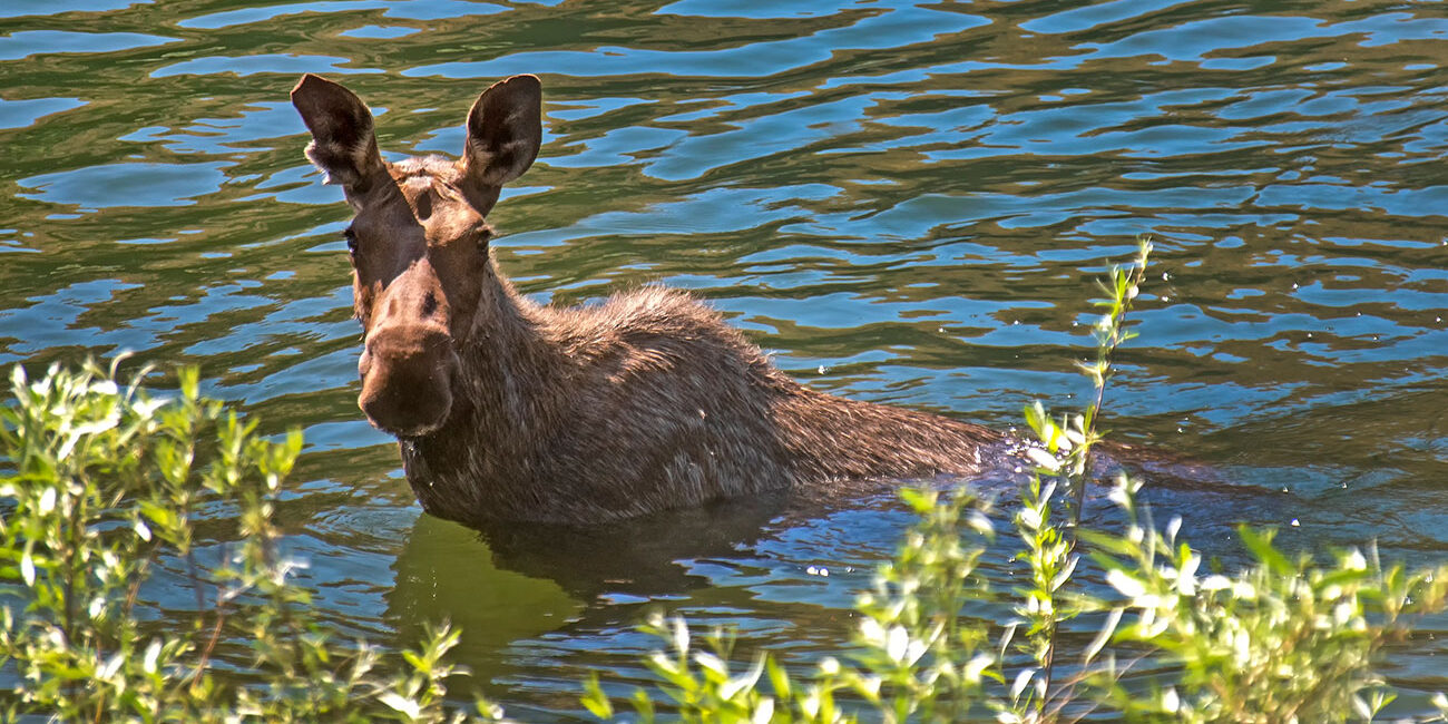 Moose in water, Maine