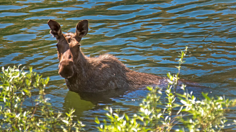 Moose in water, Maine