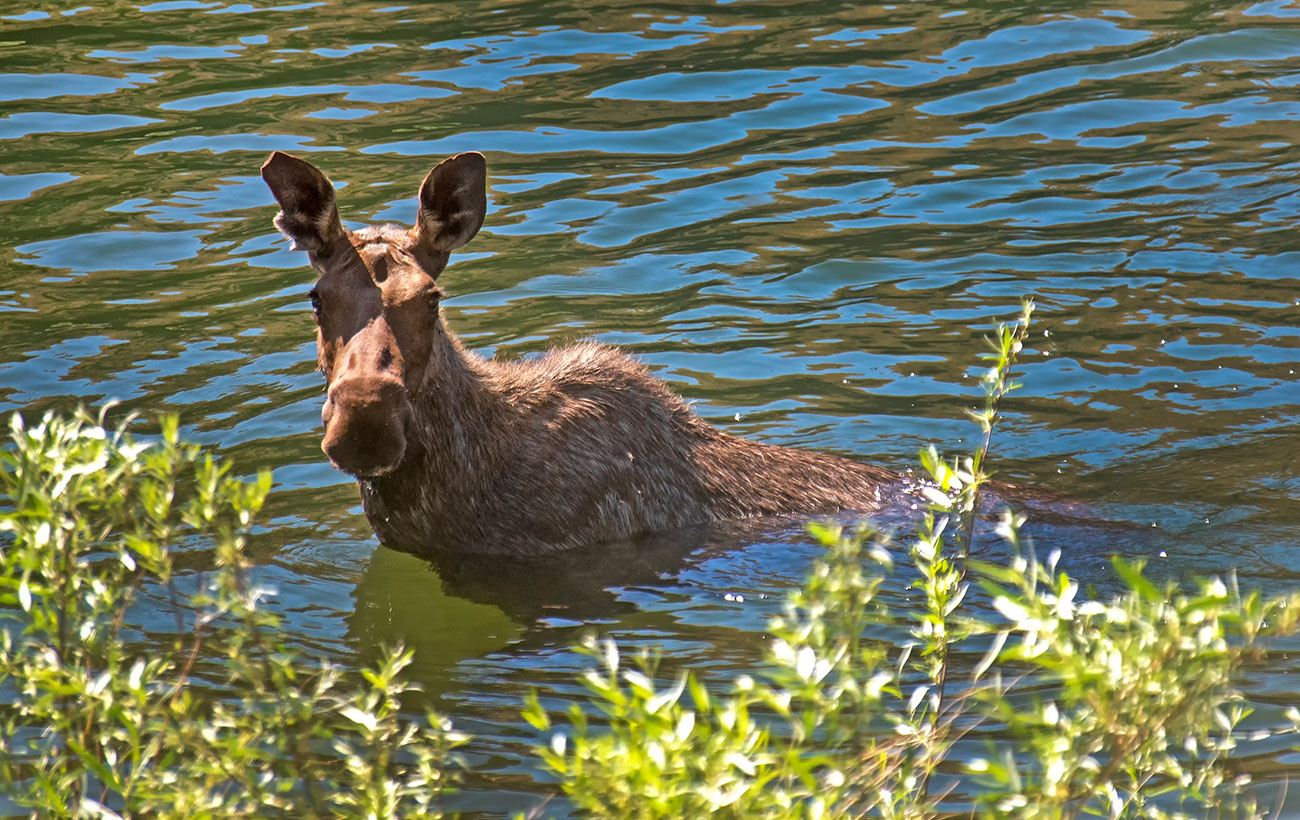 Moose in water, Maine