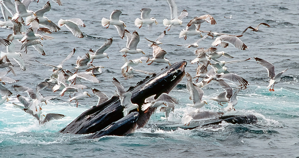 Whale surfacing in the Atlantic off the coast of Maine, surrounded by seagulls