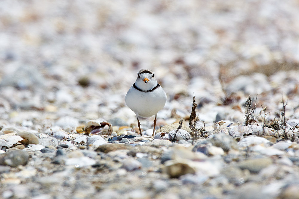 Piping plover at Seawall Beach, Phippsburg, Maine