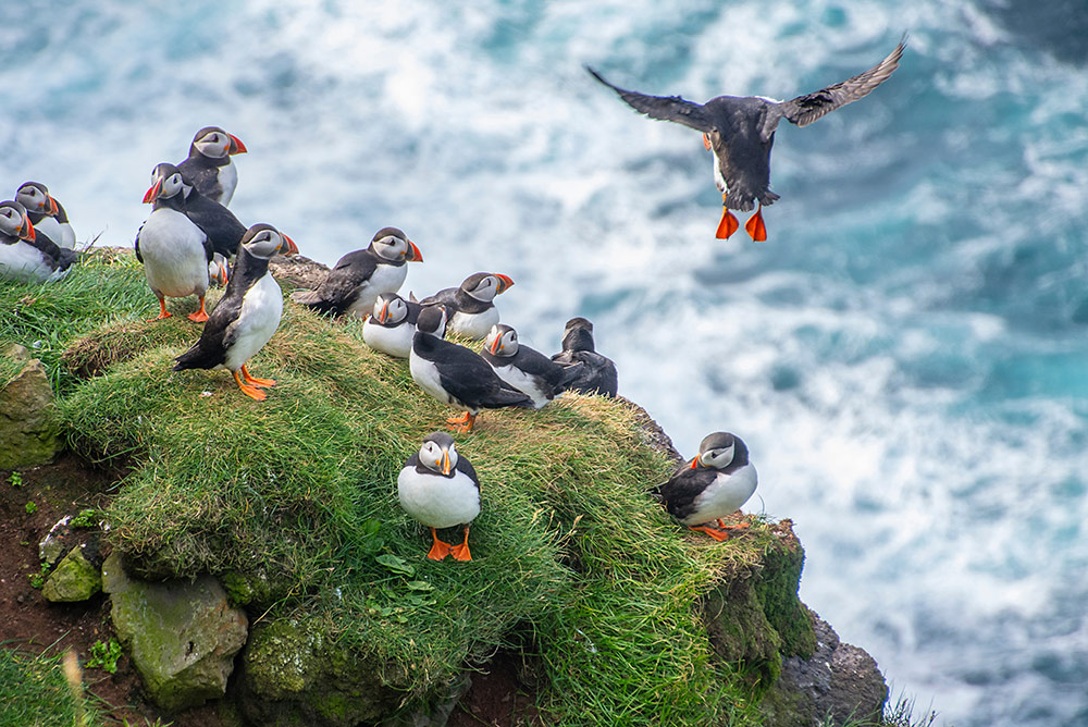 Puffins off the coast of MidCoast Maine