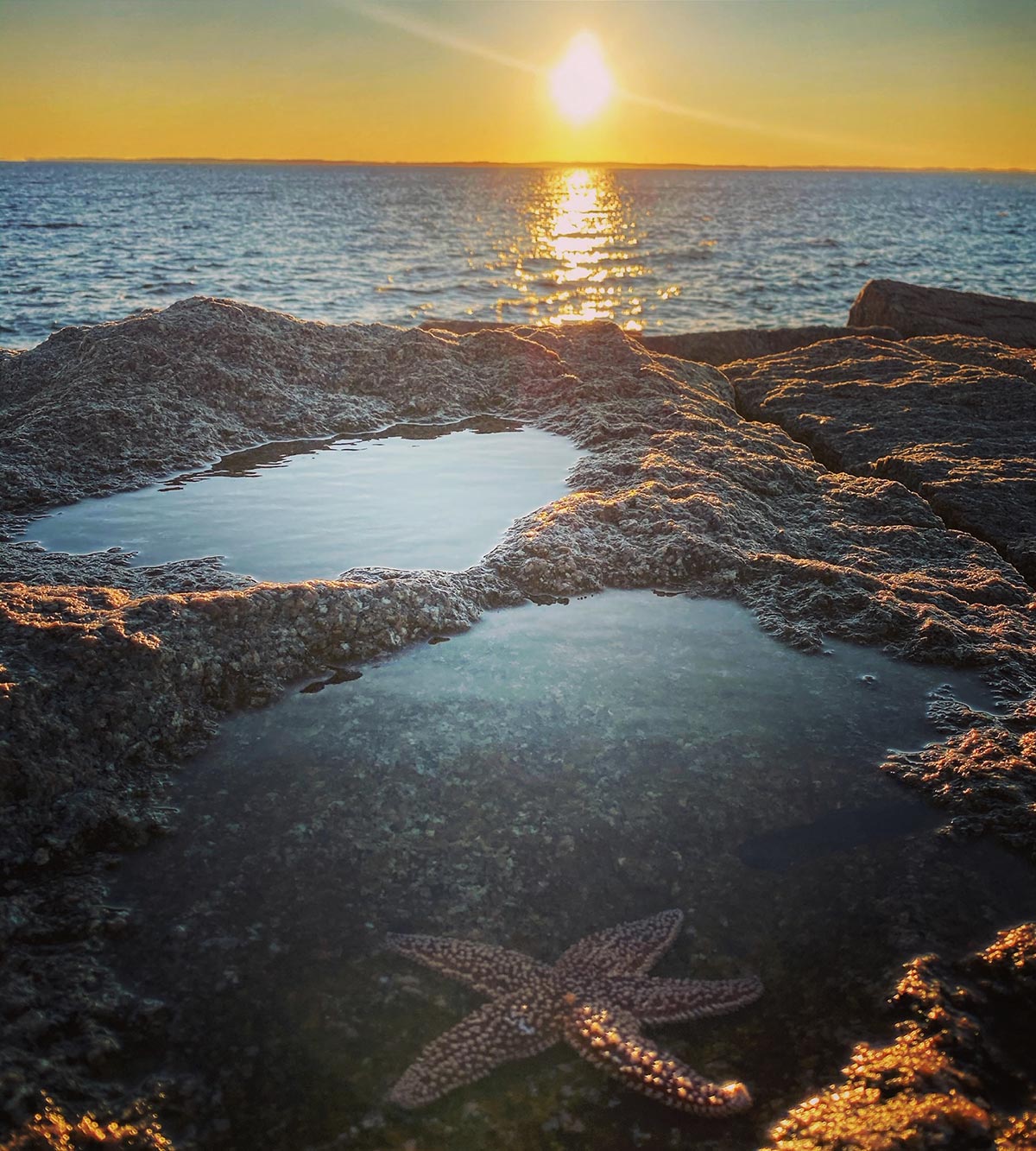 Starfish on Maine's rocky coast