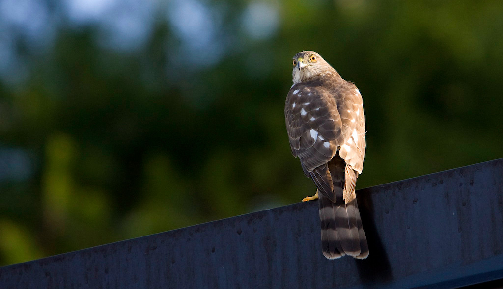 Coopers Hawk