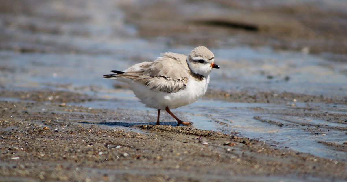 Piping Plover
