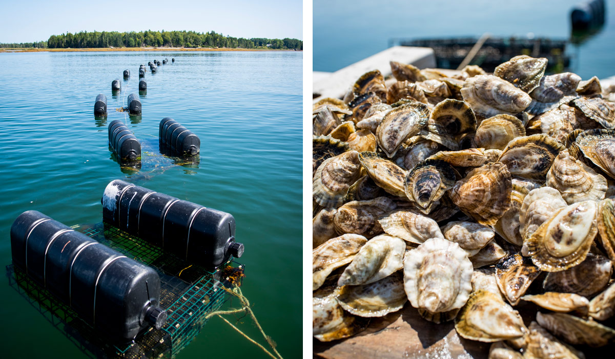 Oysters in Isleboro, Maine