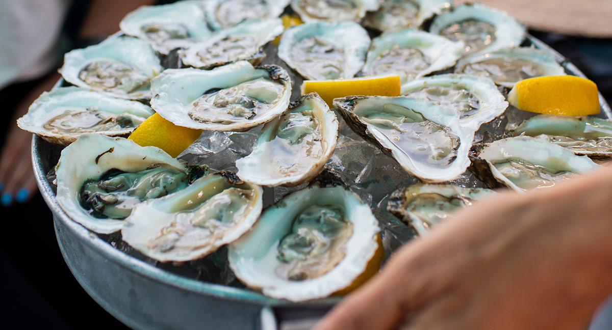 Oysters from the Damariscotta River, Maine