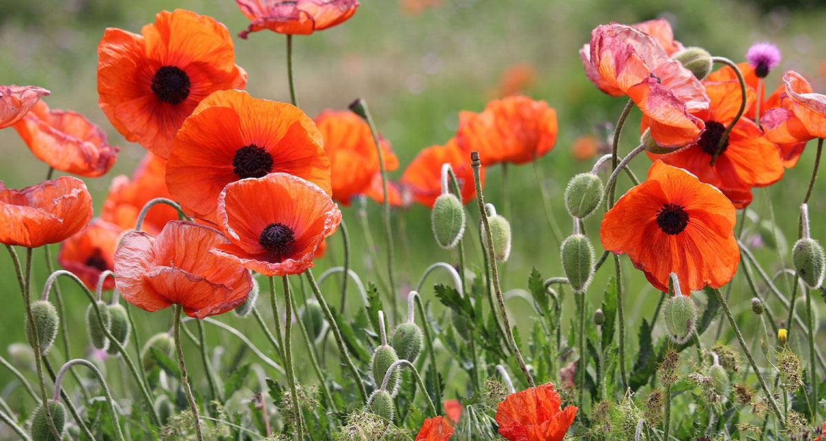 Wildflowers in the MidCoast